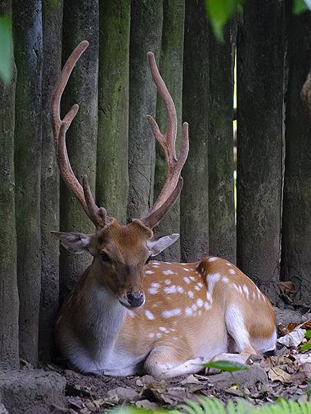 台灣‧台北‧木柵動物園(四)(Taipei Zoo IV)