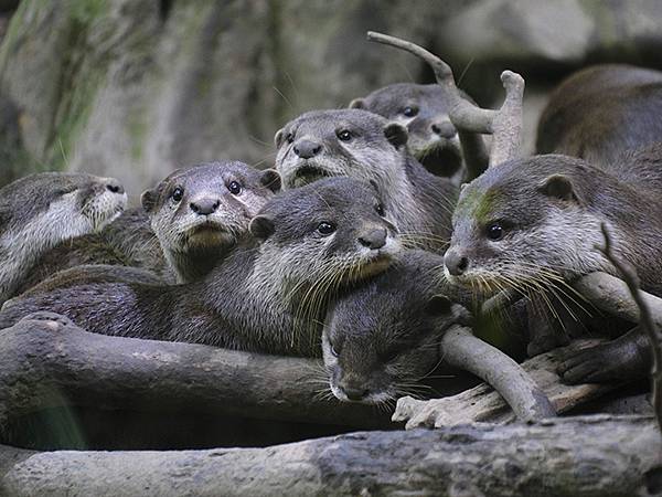 台灣‧台北‧木柵動物園(四)(Taipei Zoo IV)