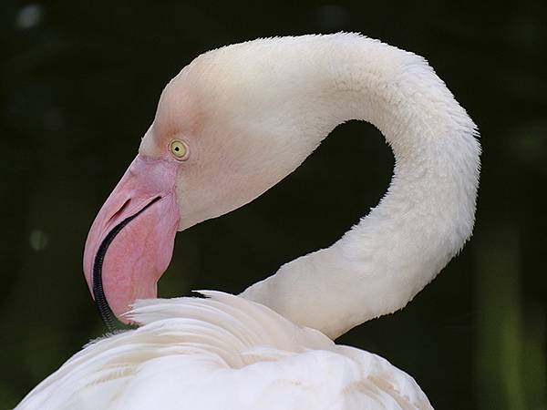 台灣‧台北‧木柵動物園(四)(Taipei Zoo IV)