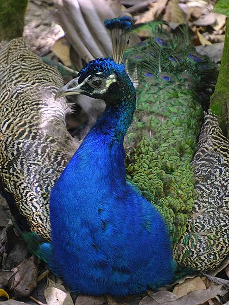 台灣‧台北‧木柵動物園(四)(Taipei Zoo IV)