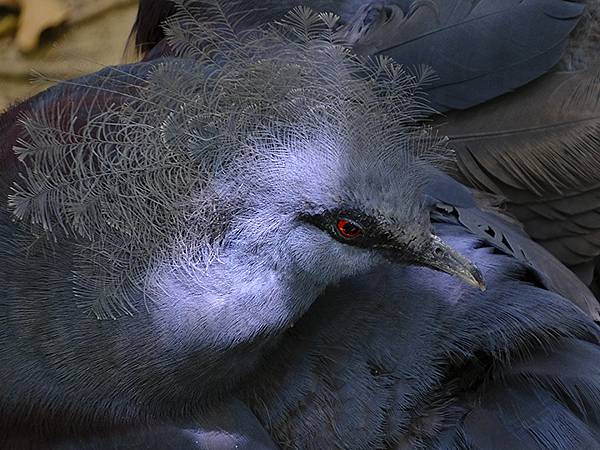 台灣‧台北‧木柵動物園(四)(Taipei Zoo IV)
