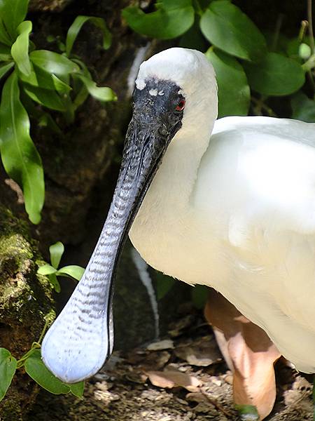 台灣‧台北‧木柵動物園(四)(Taipei Zoo IV)