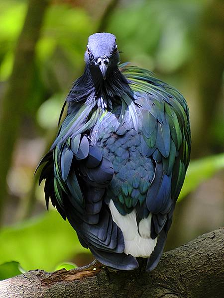 台灣‧台北‧木柵動物園(四)(Taipei Zoo IV)