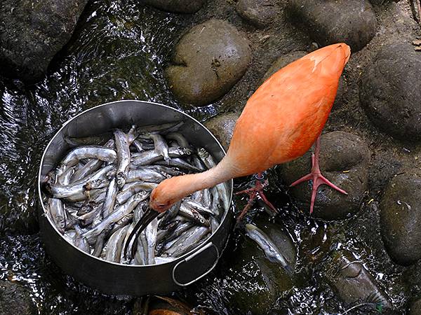 台灣‧台北‧木柵動物園(四)(Taipei Zoo IV)