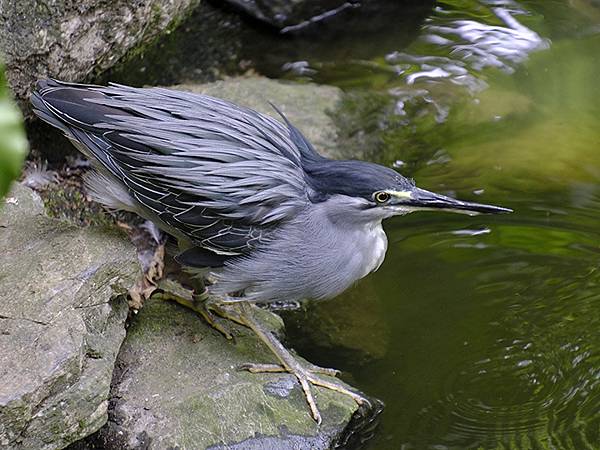 台灣‧台北‧木柵動物園(四)(Taipei Zoo IV)