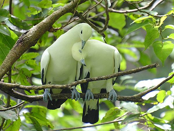 台灣‧台北‧木柵動物園(四)(Taipei Zoo IV)