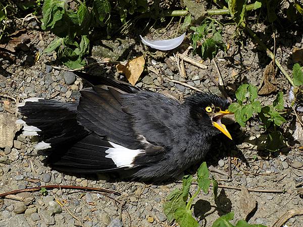 台灣‧台北‧木柵動物園(四)(Taipei Zoo IV)