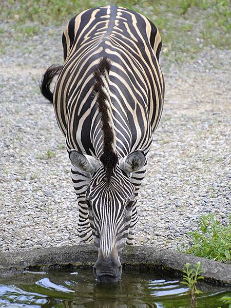 台灣‧台北‧木柵動物園(四)(Taipei Zoo IV)