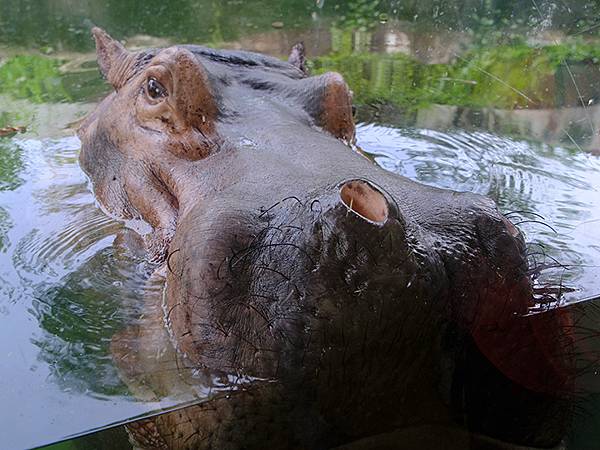 台灣‧台北‧木柵動物園(四)(Taipei Zoo IV)