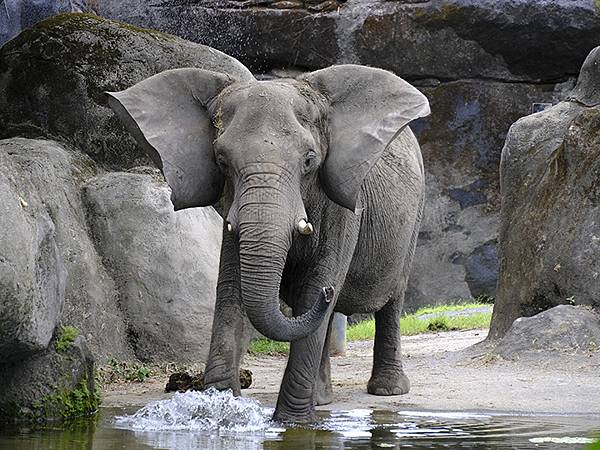 台灣‧台北‧木柵動物園(四)(Taipei Zoo IV)