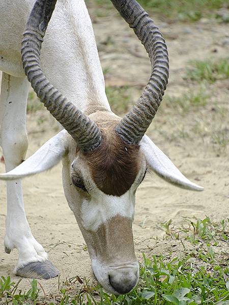台灣‧台北‧木柵動物園(四)(Taipei Zoo IV)