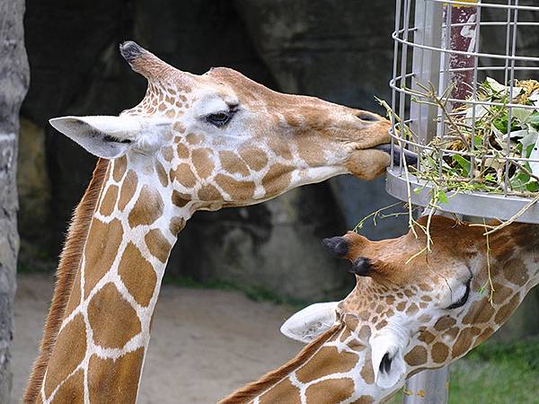 台灣‧台北‧木柵動物園(四)(Taipei Zoo IV)