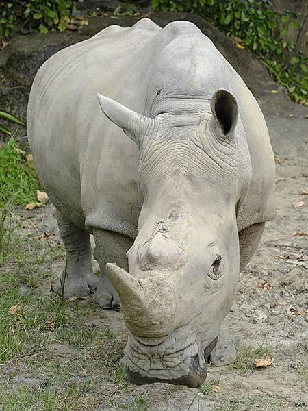 台灣‧台北‧木柵動物園(四)(Taipei Zoo IV)