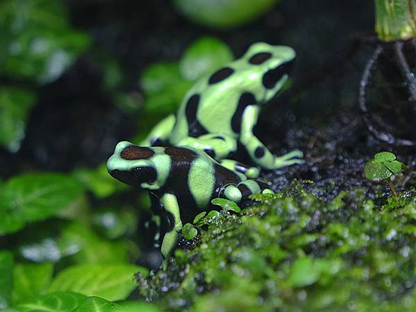 台灣‧台北‧木柵動物園(四)(Taipei Zoo IV)