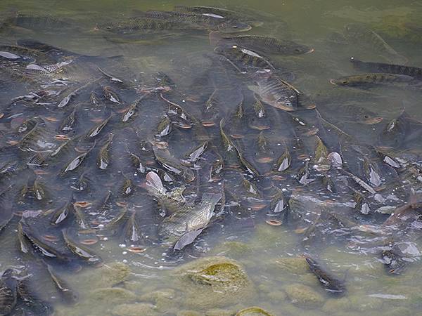 台灣‧中壢‧仁海宮中元祭(Zhonli Zhongyuan 台灣‧中壢‧仁海宮中元祭(Zhonli Zhongyuan