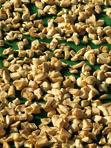 台灣‧桃園(二十)‧富岡(Fugang) 台灣‧桃園(二十)‧富岡(Fugang)