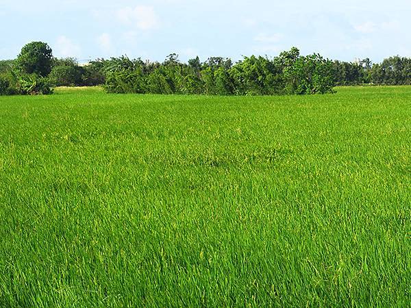 台灣‧桃園(二十)‧富岡(Fugang) 台灣‧桃園(二十)‧富岡(Fugang)