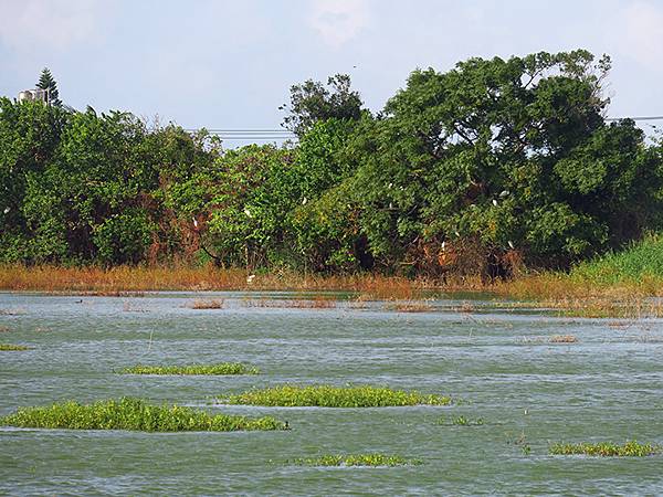 台灣‧桃園(二十)‧富岡(Fugang) 台灣‧桃園(二十)‧富岡(Fugang)