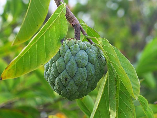 台灣‧桃園(二十)‧富岡(Fugang) 台灣‧桃園(二十)‧富岡(Fugang)