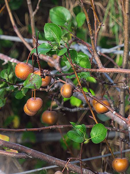 台灣‧桃園(二十)‧富岡(Fugang) 台灣‧桃園(二十)‧富岡(Fugang)