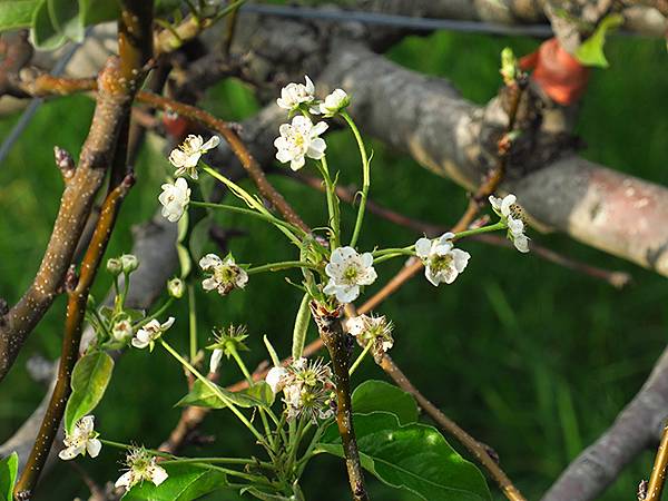 台灣‧桃園(二十)‧富岡(Fugang) 台灣‧桃園(二十)‧富岡(Fugang)