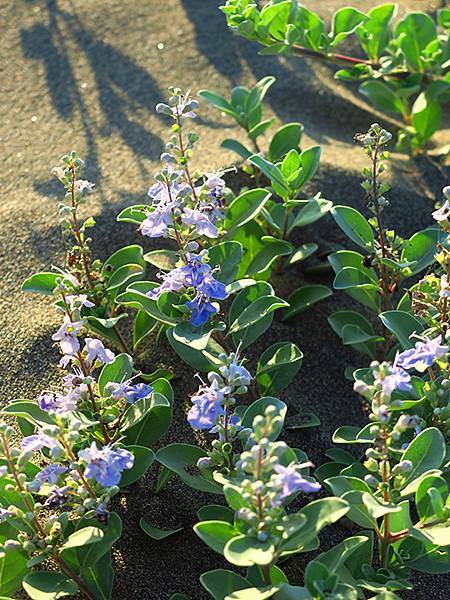 台灣‧桃園(二十一)‧草漯沙丘(Caota Sand Dun
