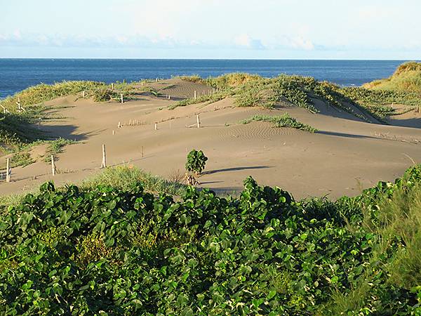 台灣‧桃園(二十一)‧草漯沙丘(Caota Sand Dun
