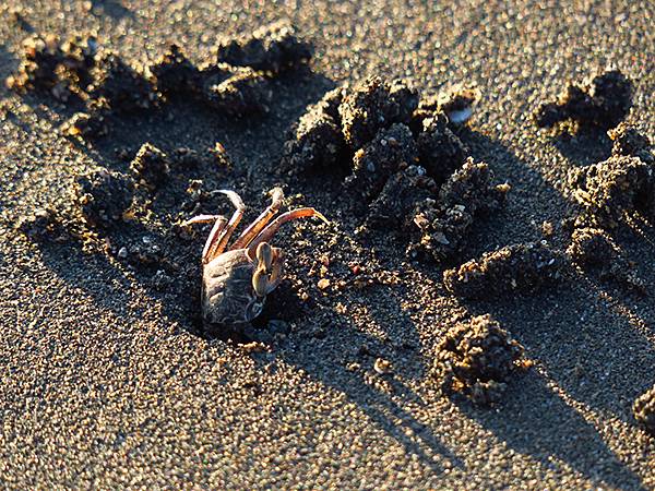 台灣‧桃園(二十一)‧草漯沙丘(Caota Sand Dun