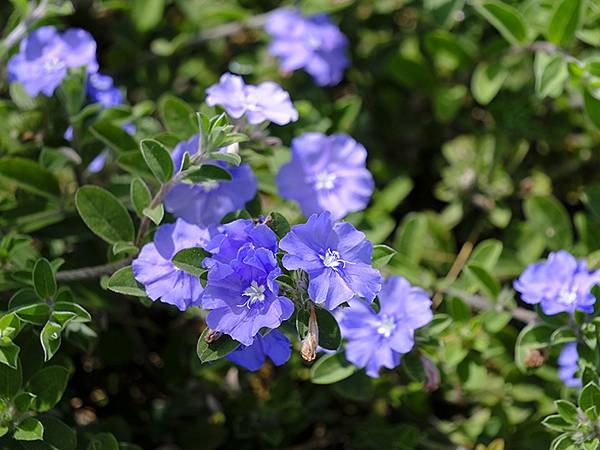 台灣‧雲林(七)‧虎尾(下)‧眷村和斗南(Huwei & D 台灣‧雲林(七)‧虎尾(下)‧眷村和斗南(Huwei & D