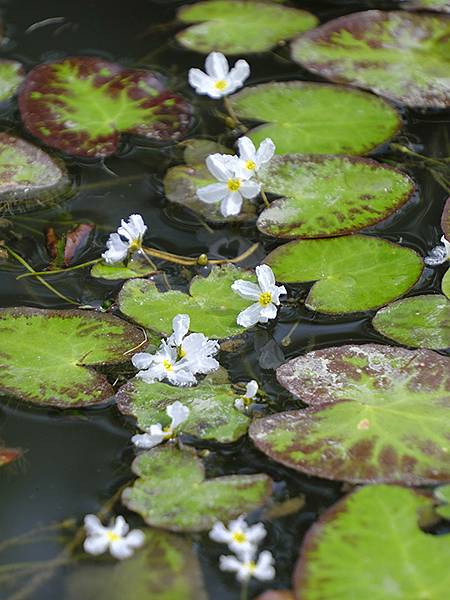台灣‧雲林(七)‧虎尾(下)‧眷村和斗南(Huwei & D 台灣‧雲林(七)‧虎尾(下)‧眷村和斗南(Huwei & D