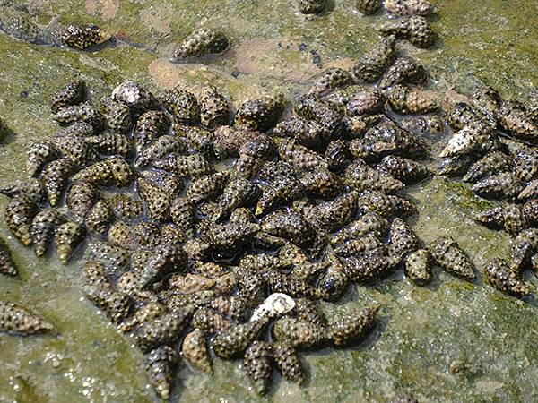 台灣‧基隆(十一)‧和平島阿拉寶灣(Heping Islan