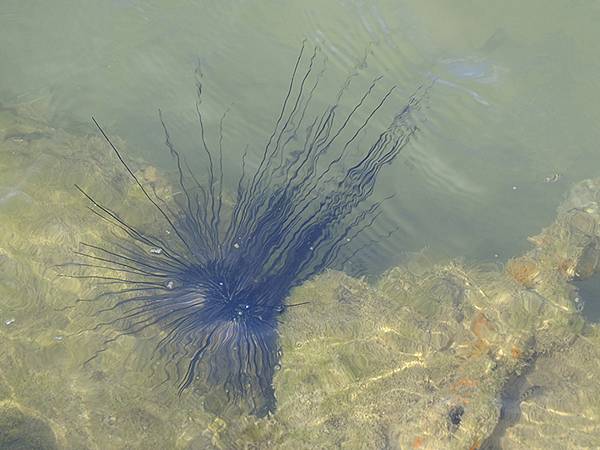 台灣‧基隆(十一)‧和平島阿拉寶灣(Heping Islan