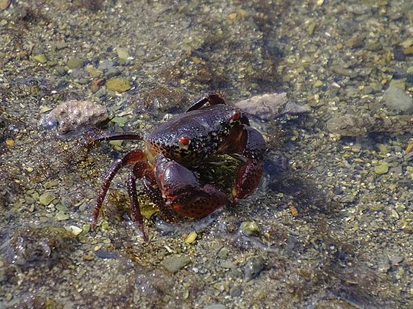 台灣‧基隆(十一)‧和平島阿拉寶灣(Heping Islan