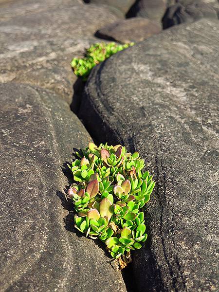 台灣東北角(三十一)‧福隆(七)‧潮間帶(Fulong VI