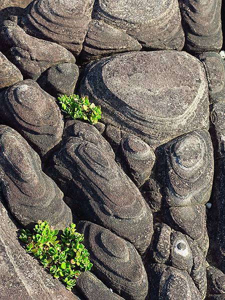 台灣東北角(三十一)‧福隆(七)‧潮間帶(Fulong VI