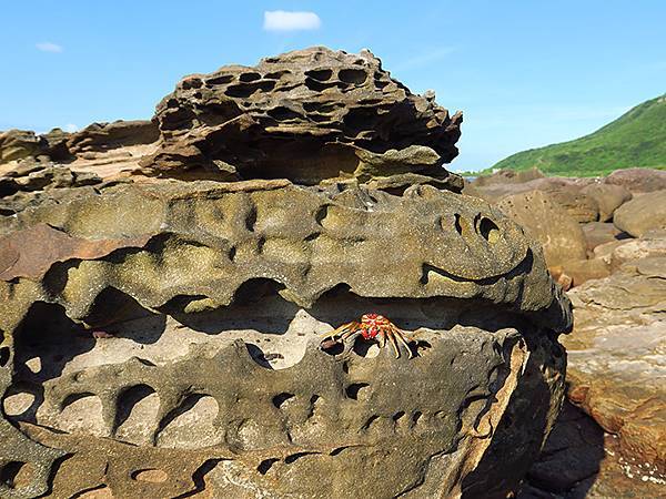 台灣東北角(三十一)‧福隆(七)‧潮間帶(Fulong VI