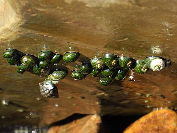 台灣東北角(三十一)‧福隆(七)‧潮間帶(Fulong VI