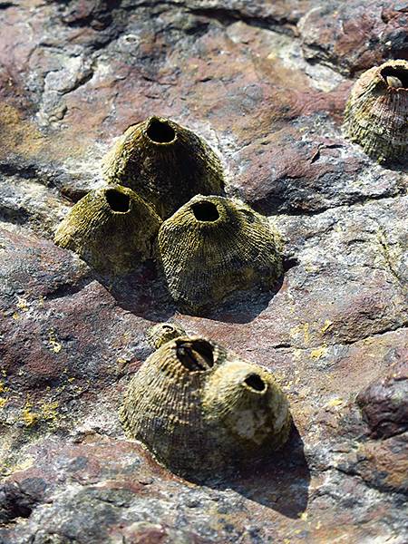 台灣東北角(三十一)‧福隆(七)‧潮間帶(Fulong VI