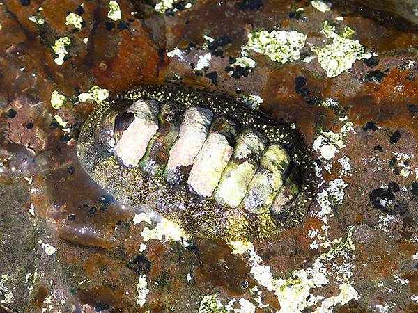 台灣東北角(三十一)‧福隆(七)‧潮間帶(Fulong VI