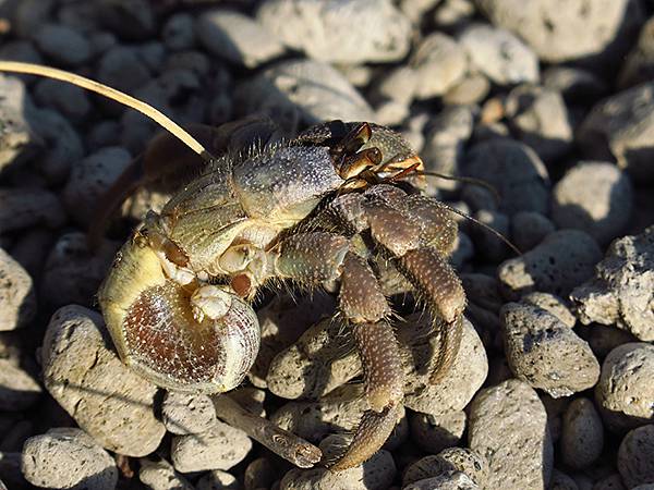 台灣東北角(三十一)‧福隆(七)‧潮間帶(Fulong VI
