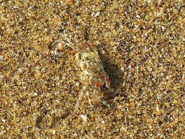 台灣東北角(三十一)‧福隆(七)‧潮間帶(Fulong VI