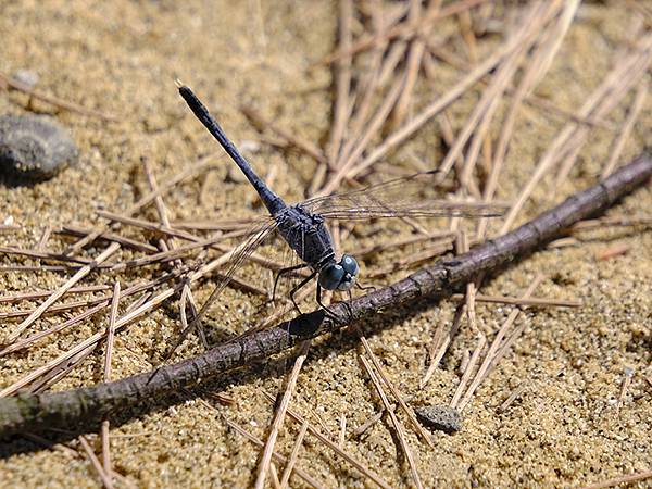 台灣東北角(三十一)‧福隆(七)‧潮間帶(Fulong VI