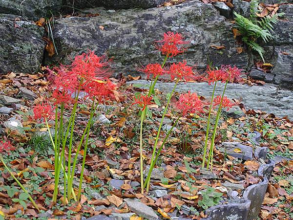 日本‧和歌山市(Wakayama)