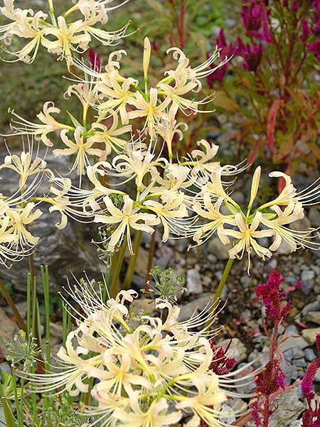日本‧和歌山市(Wakayama)