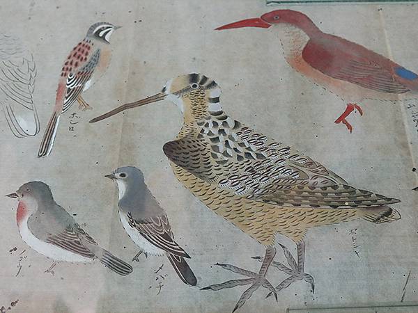 日本‧和歌山市(Wakayama)