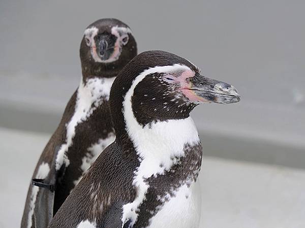 日本‧和歌山市(Wakayama)