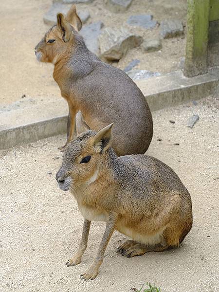 日本‧和歌山市(Wakayama)