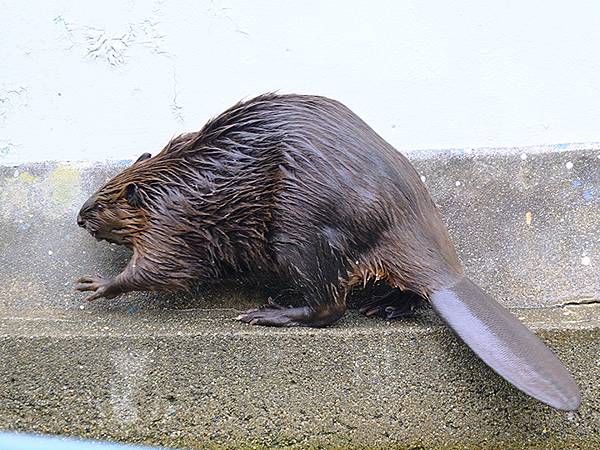 日本‧和歌山市(Wakayama)