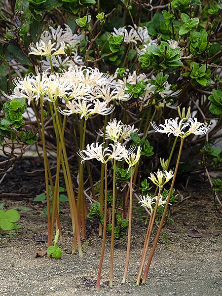 日本‧尾道重遊(Onomichi)