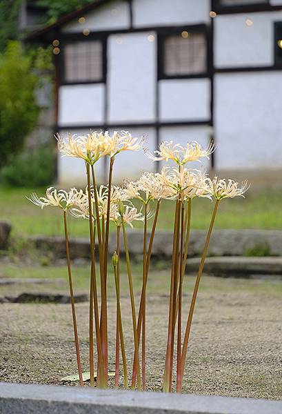 日本‧尾道重遊(Onomichi)